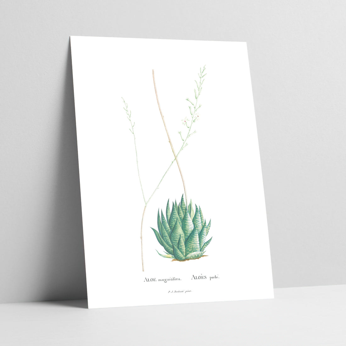 Miniature Aloe / Vratjiesaalwyn Botanical Art Print