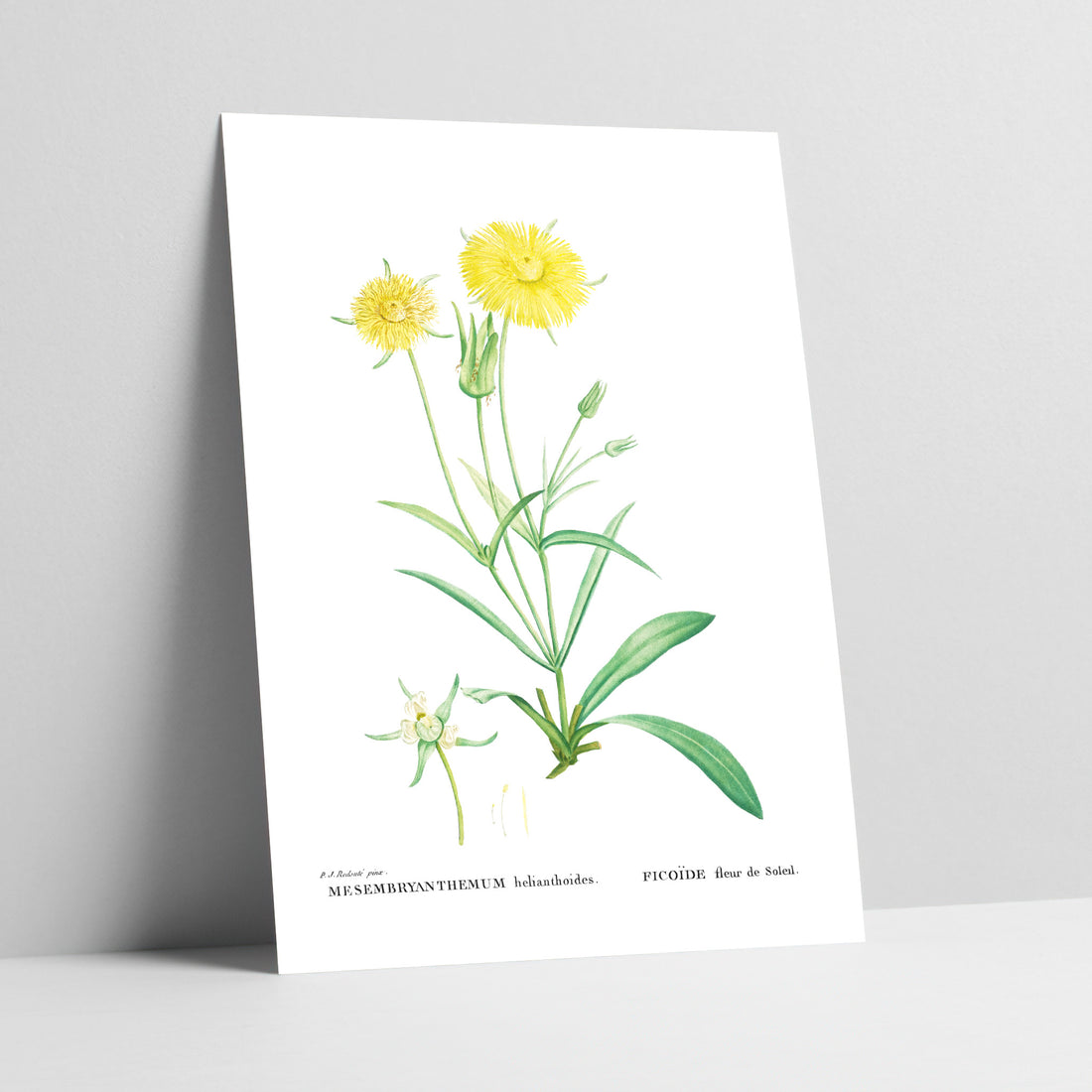 Clock Plant / Vetkousie Botanical Art Print
