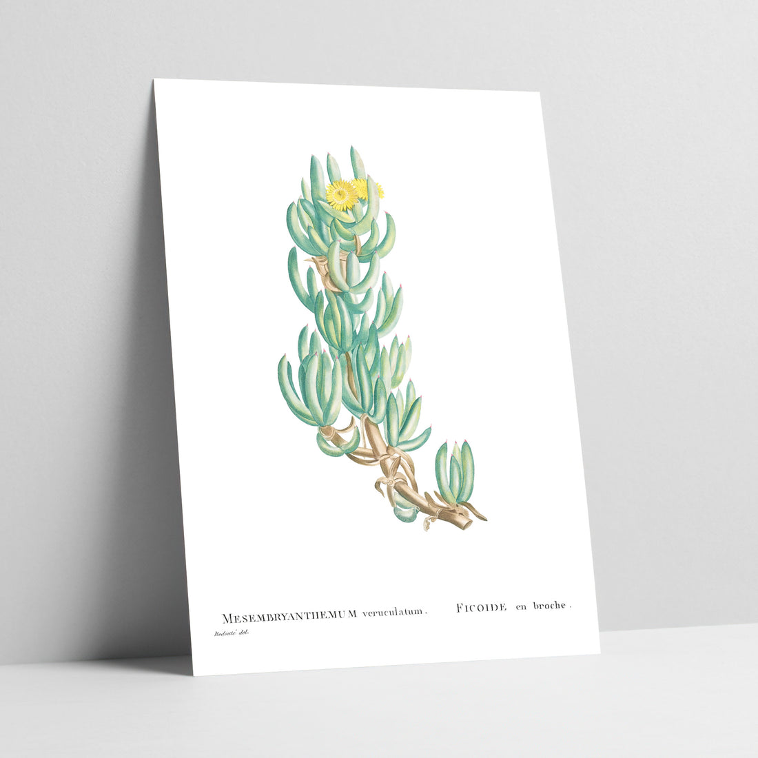 Sour Fig / Suurvy Botanical Art Print