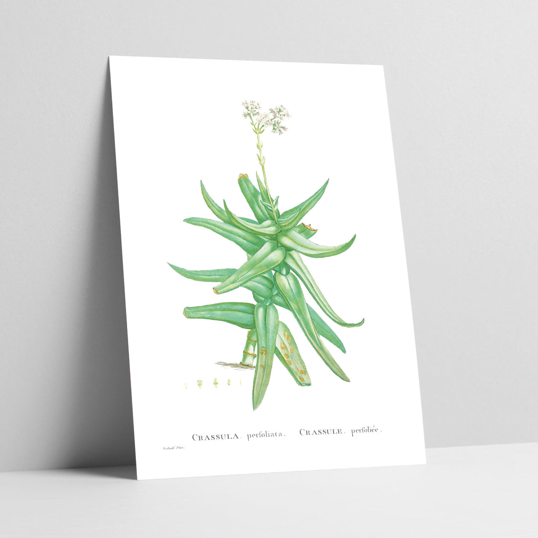 Sickle Leaf Crassula / Sekelblaarplakkie Botanical Art Print
