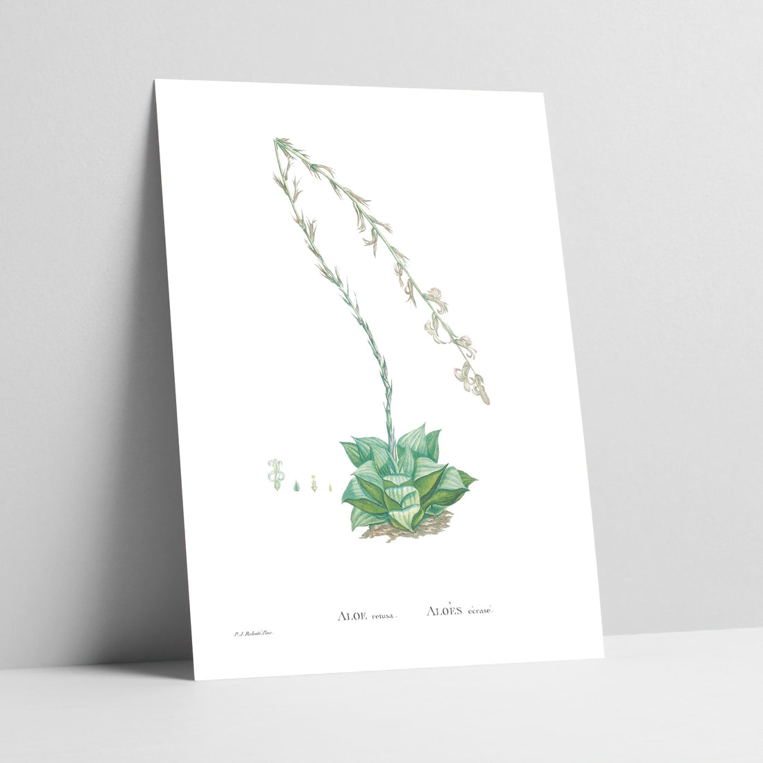 Star Cactus Botanical Art Print
