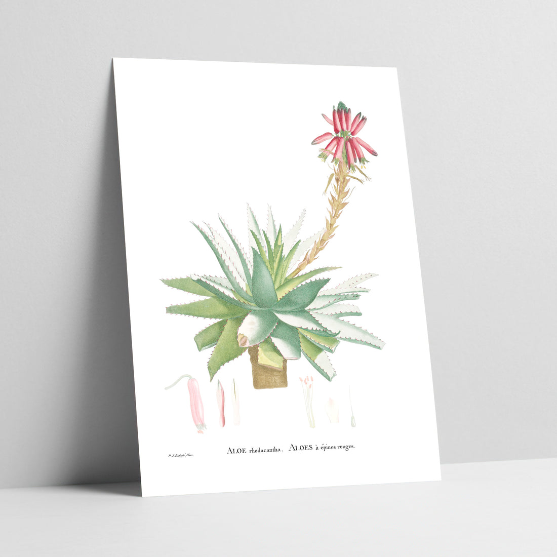 Blue Aloe Botanical Art Print