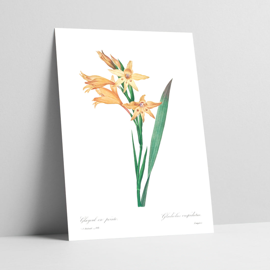 Gladiolus Painted Lady / Vleipypie Botanical Art Print