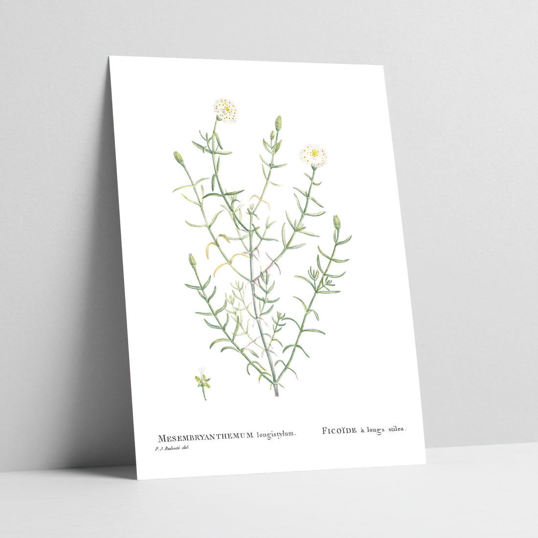 White Vygie / Witvygie Botanical Art Print