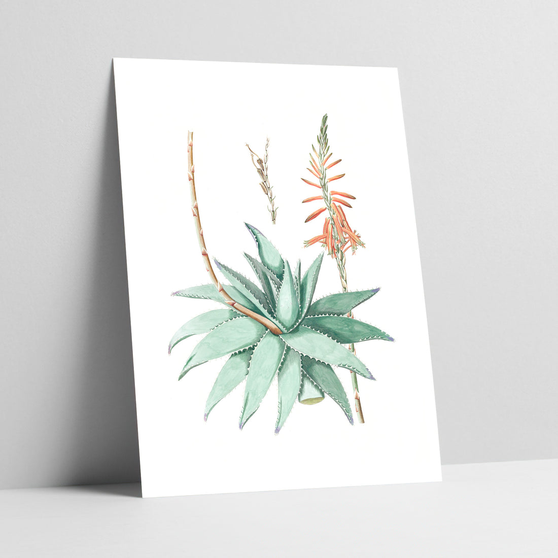Aloe Vera Drawing Botanical Art Print
