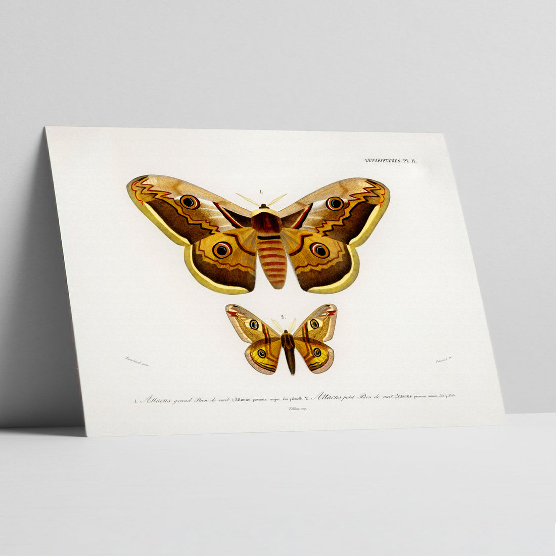 Emperor Moth Marvels Art Print
