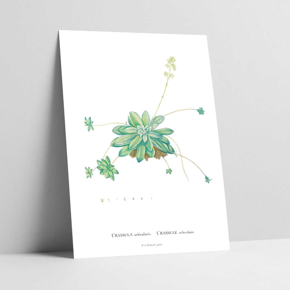 Curly Jade / Klipblom Botanical Art Print