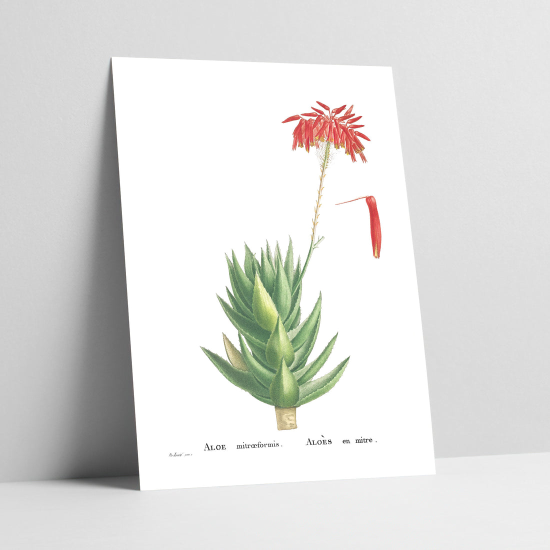 Rubble Aloe Botanical Art Print