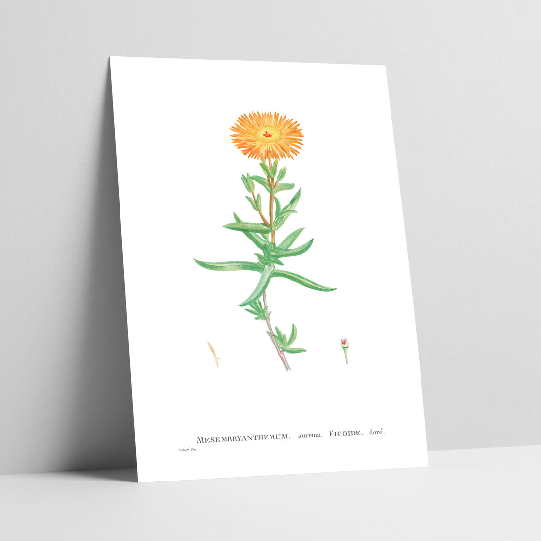Golden Vygie / Gouevygie Botanical Art Print