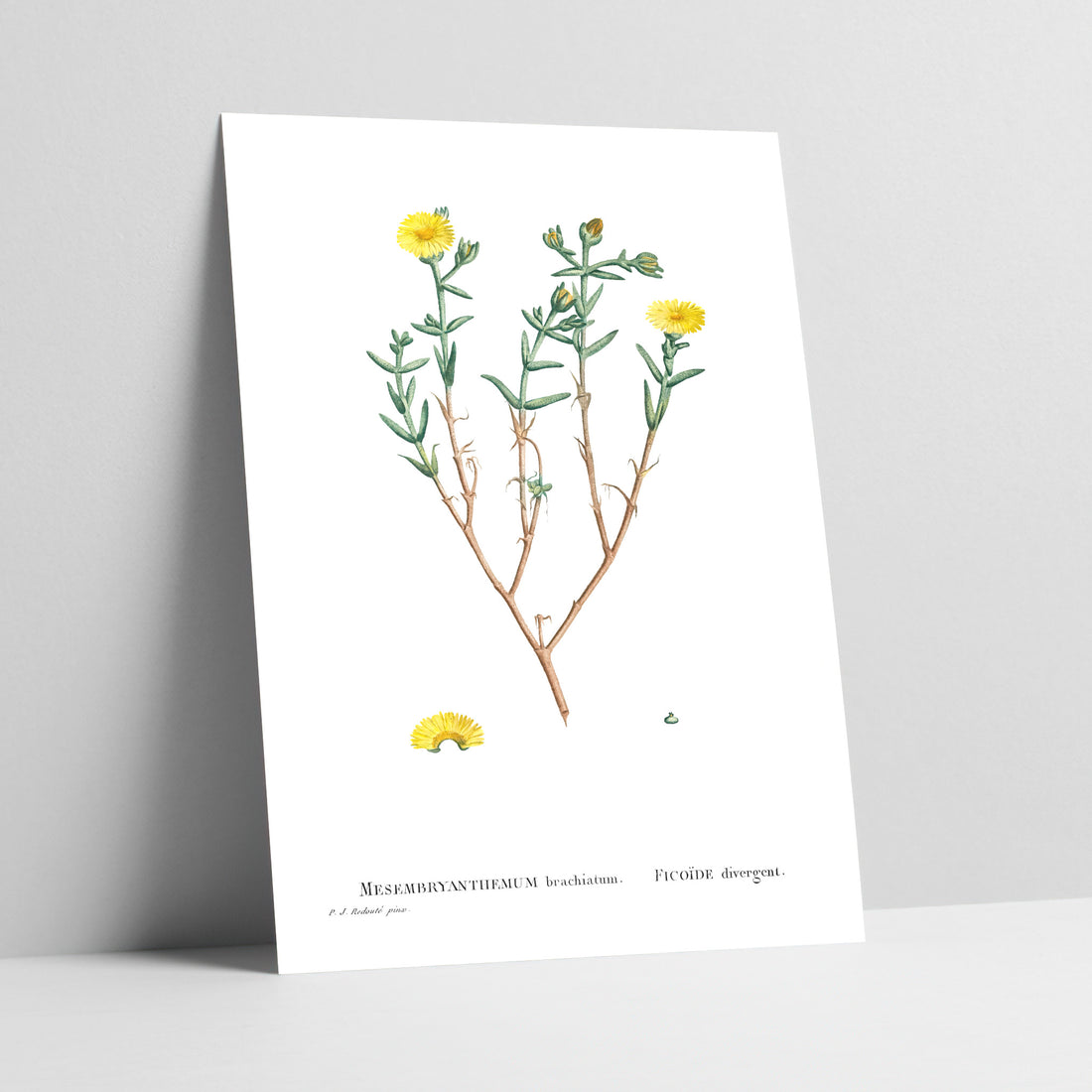 Yellow Vygie Botanical Art Print