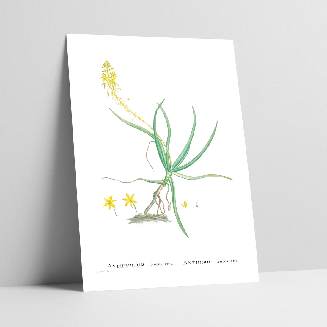 Stalked Bulbine Botanical Art Print