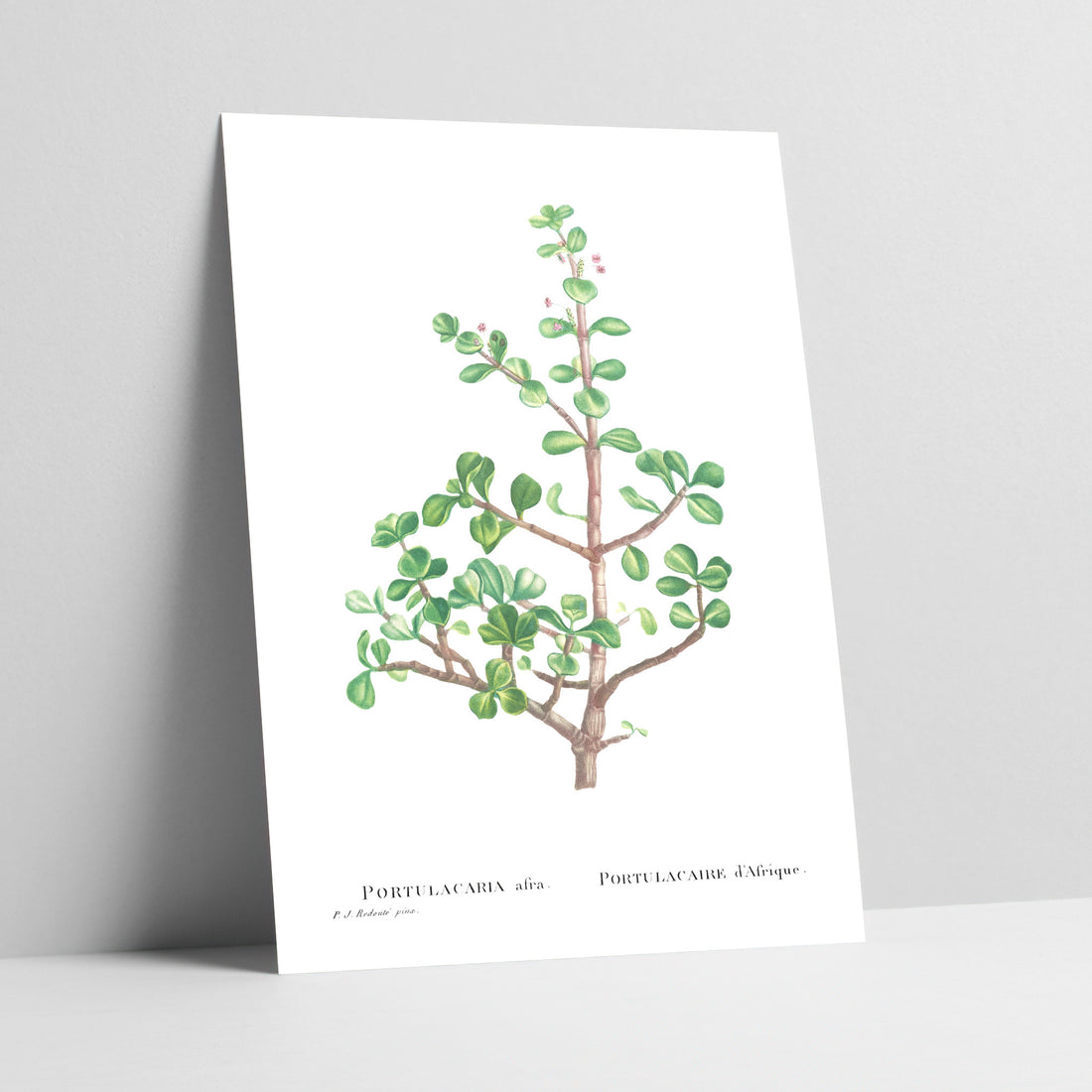 Elephant Bush / Spekboom Botanical Art Print