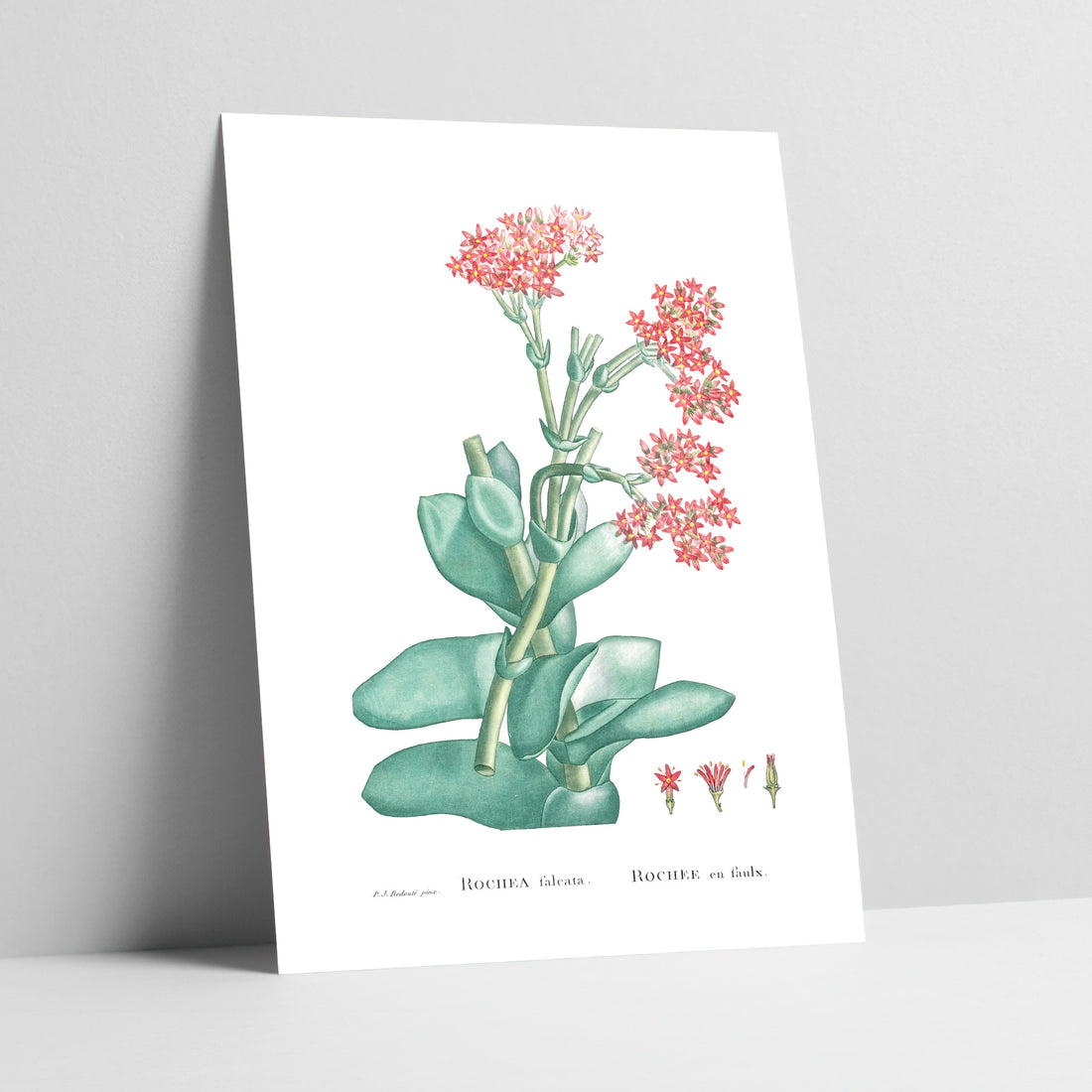 Propeller Plant Botanical Art Print