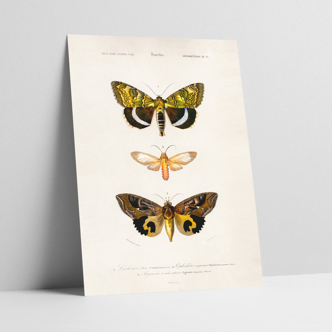 Nocturnal Elegance: Moths of Mystery Art Print