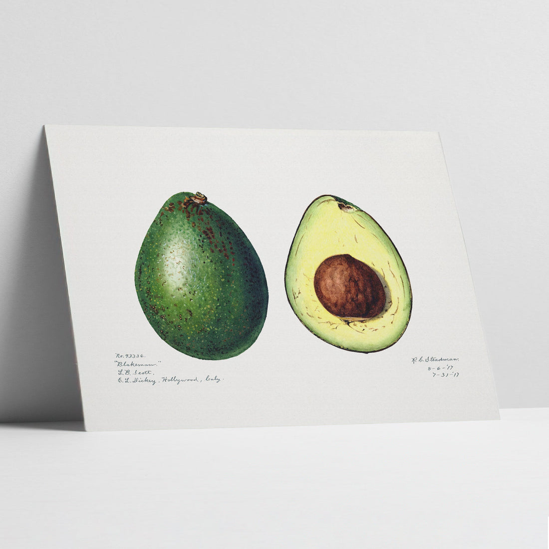 Avocado Botanical Art Print