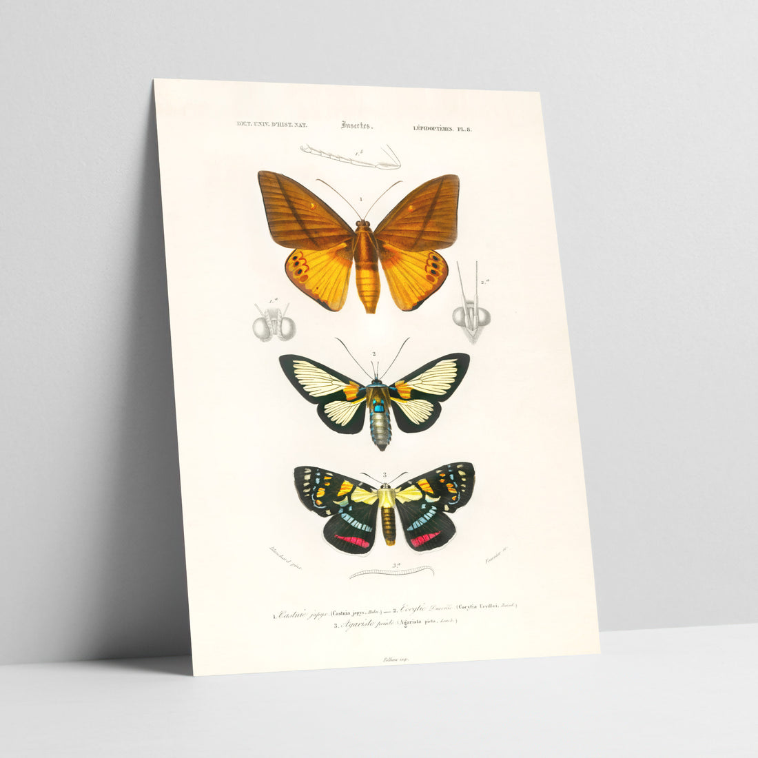 Trio of Twilight Moths Art Print