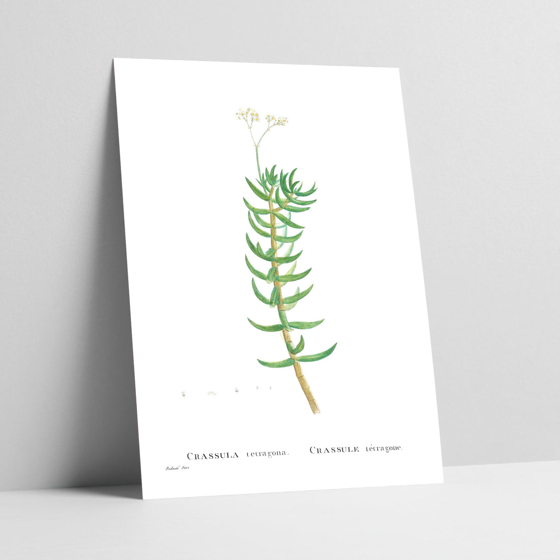 Miniature Pine Tree / Karkai Botanical Art Print