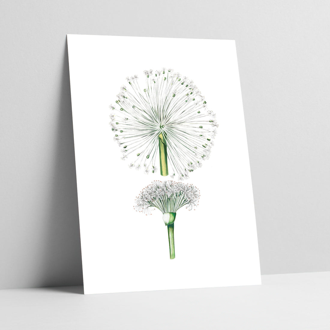 White Paintbrush Flower Botanical Art Print