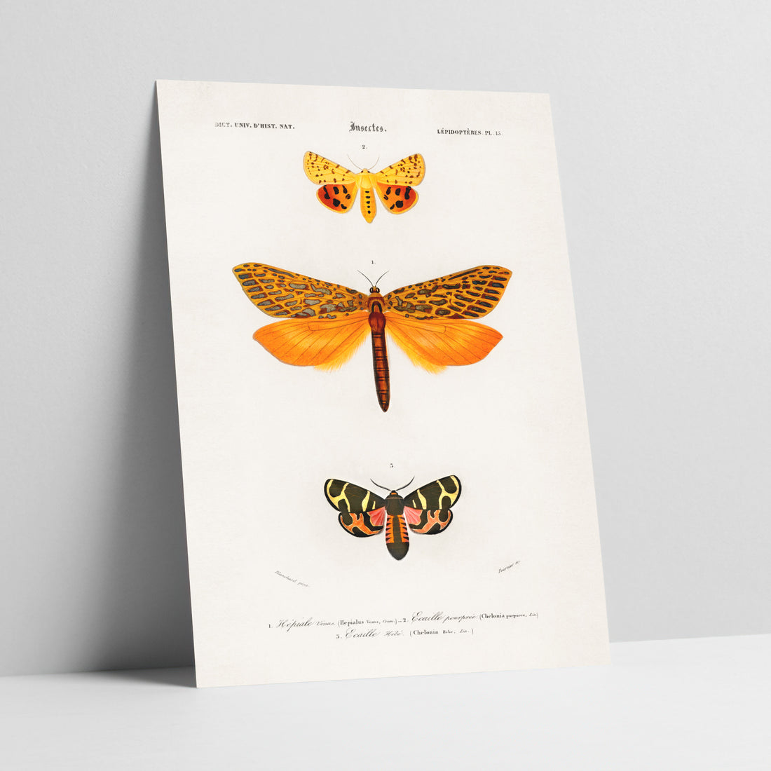 Garden Gala: A Lepidoptera Collection Art Print