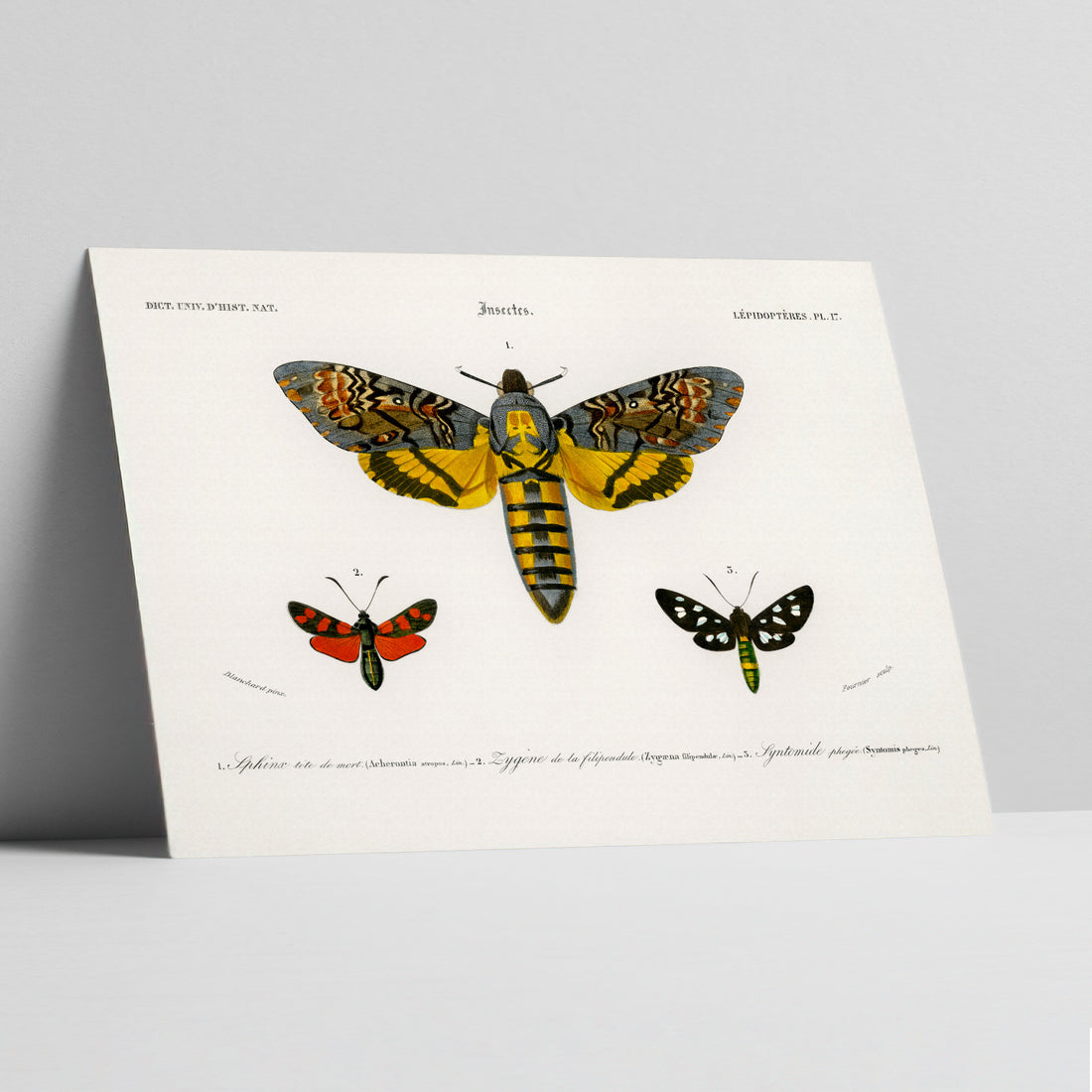 Eclipse Moth Ensemble Art Print