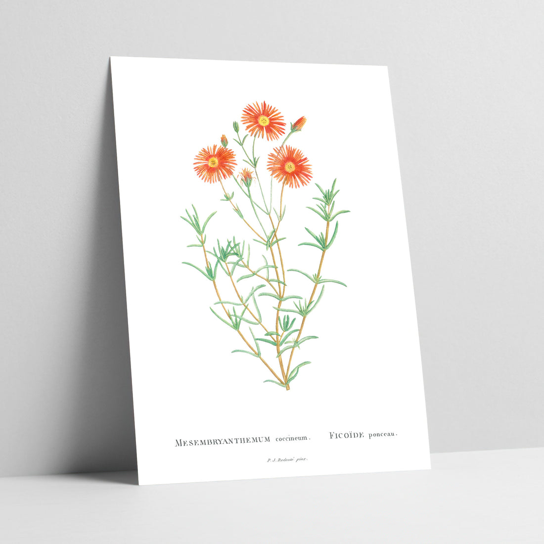 Rose Vygie / Roosvygie Botanical Art Print