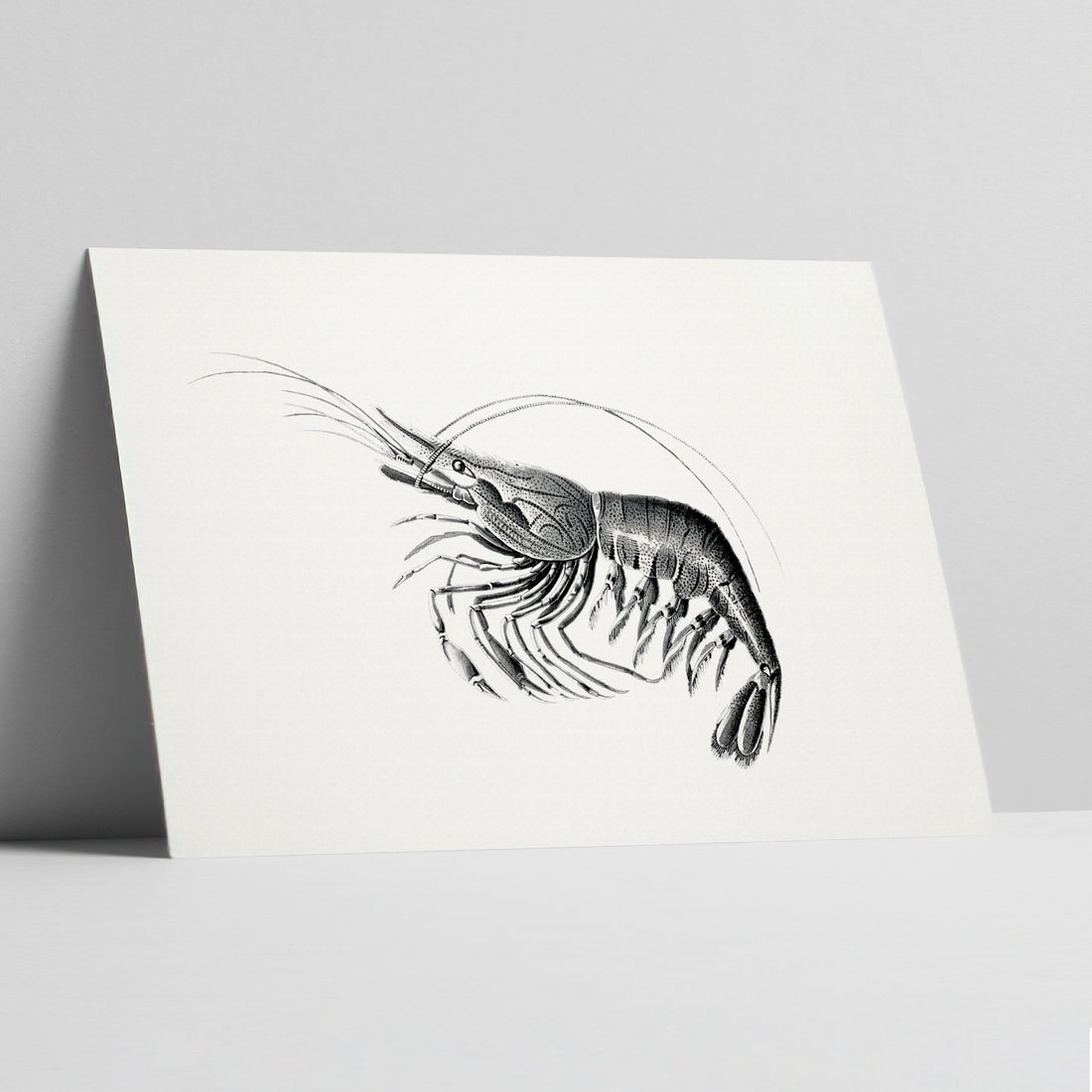 Curvature of the Sea: Shrimp Elegance Art Print