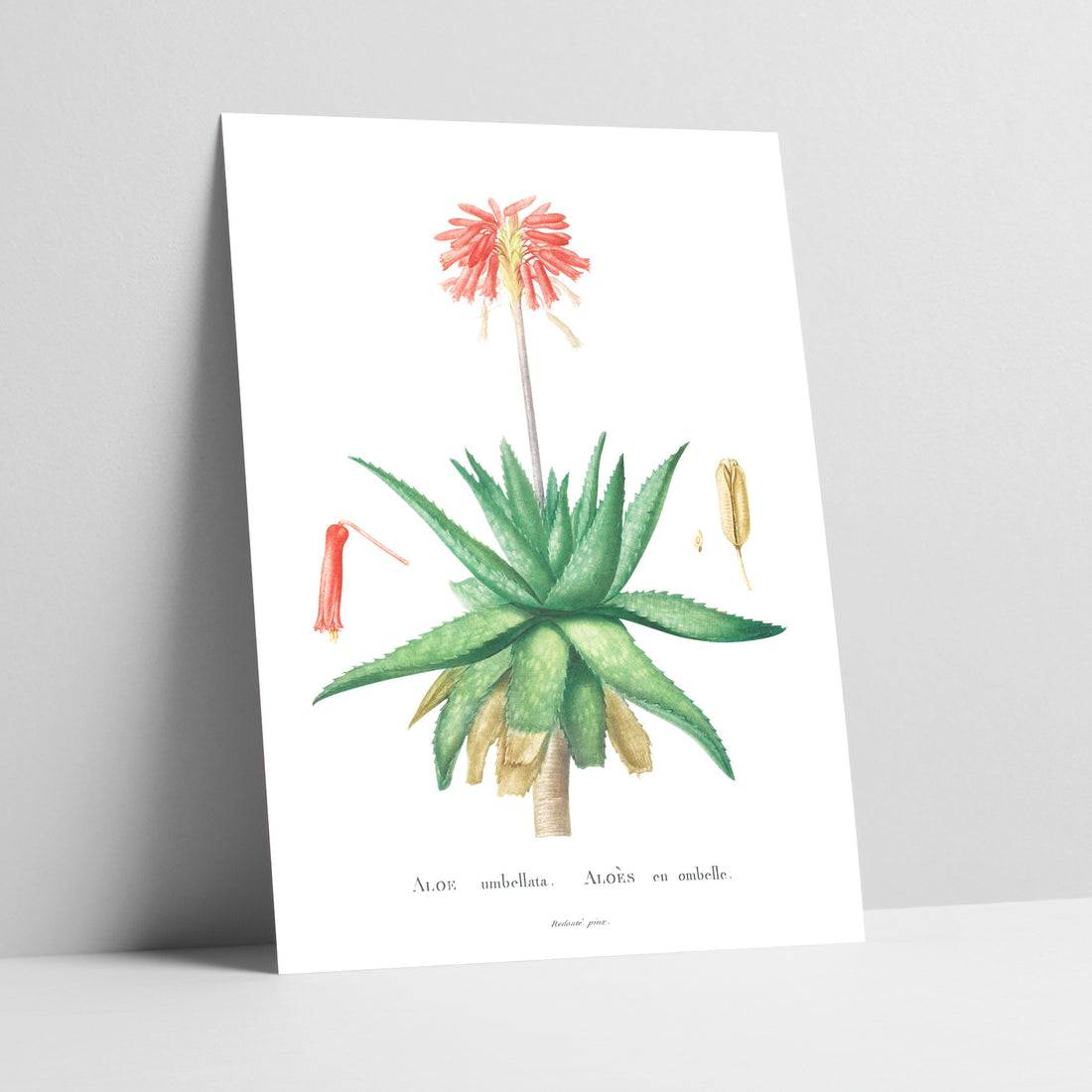 Zebra Aloe Botanical Art Print