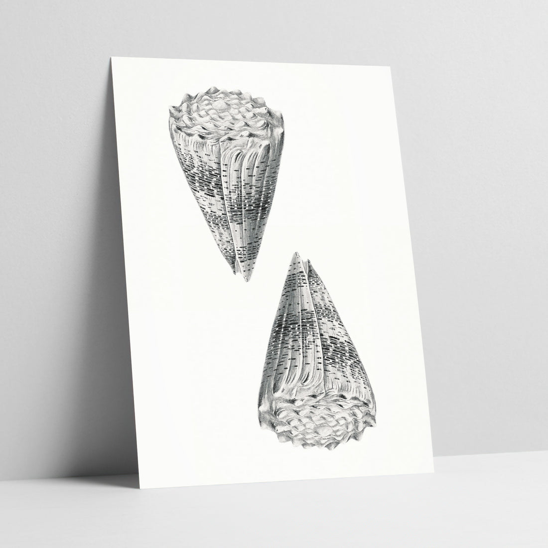 Conical Elegance: Textured Shell Illustration Art Print