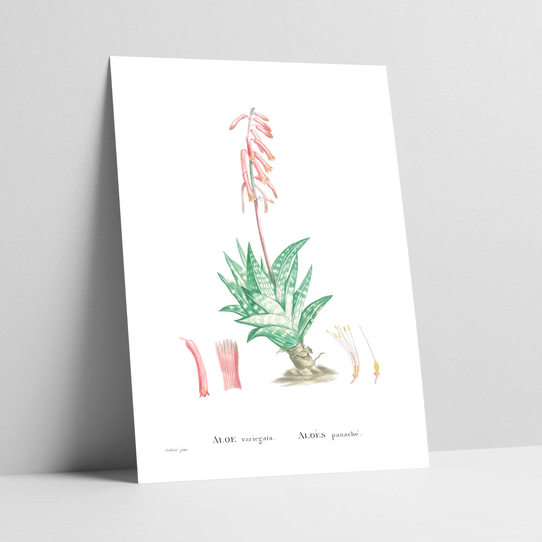 Tiger Aloe / Bontalwyn Botanical Art Print
