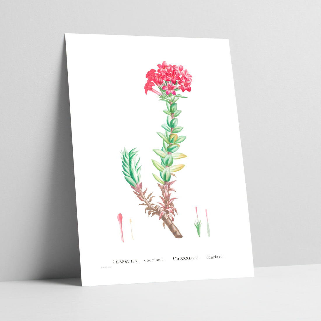 Red Crassula / Klipblom Botanical Art Print
