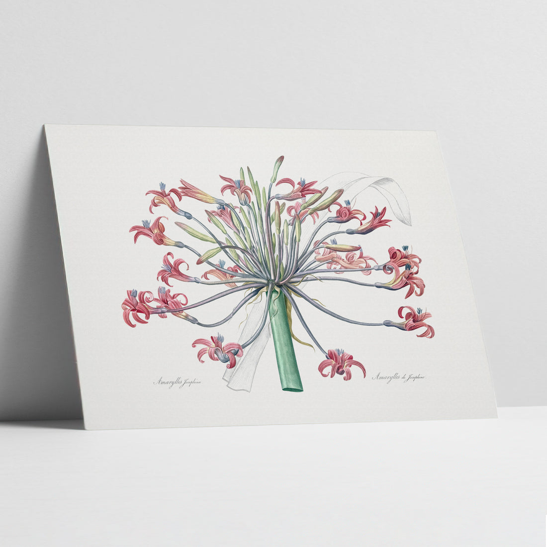 Josephine's Lily Botanical Art Print