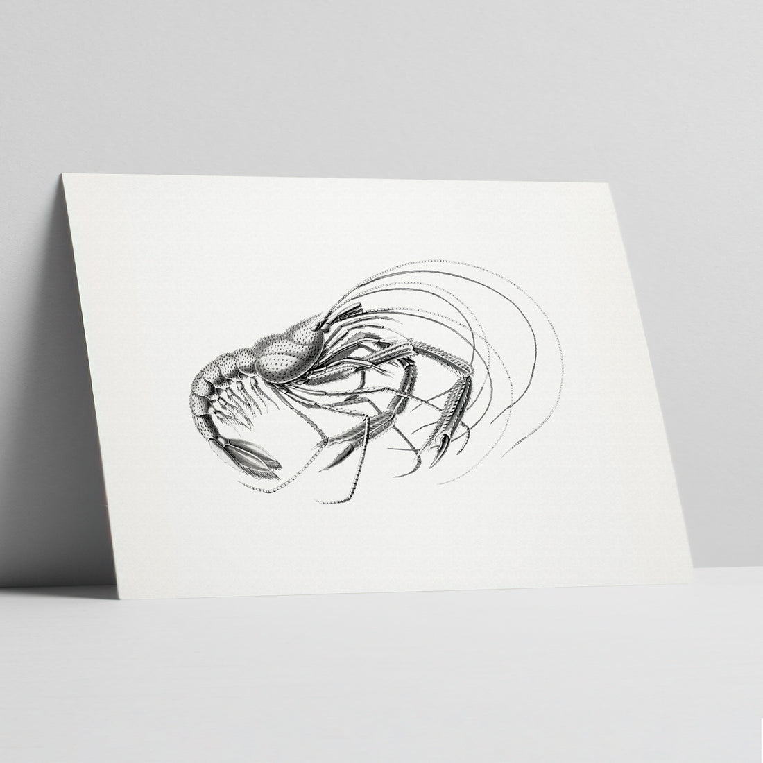 Swift Currents: Dynamic Shrimp Illustration Art Print
