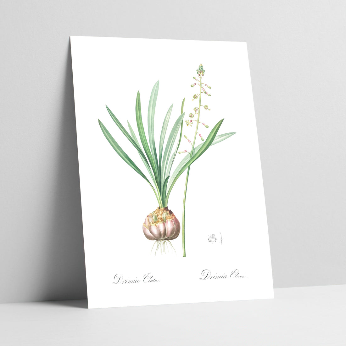 Satin Squill / Brandui Botanical Art Print