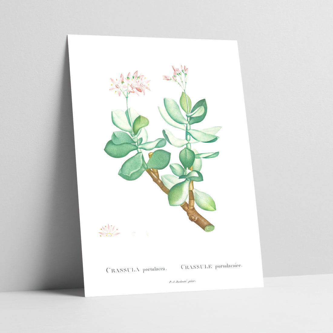 Jade Plant Botanical Art Print
