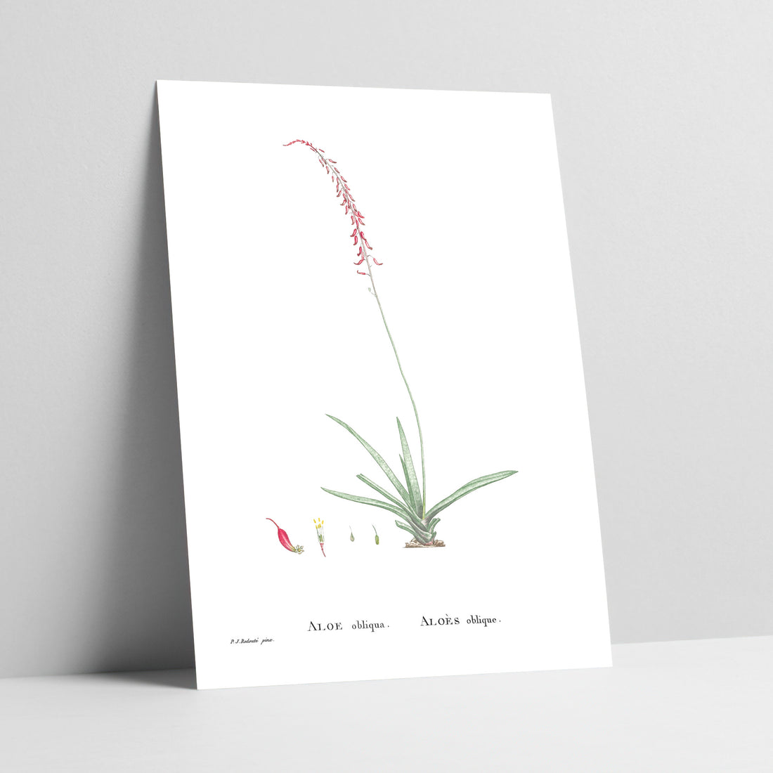 Dwarf Ox Tongue / Klein Beestong Botanical Art Print
