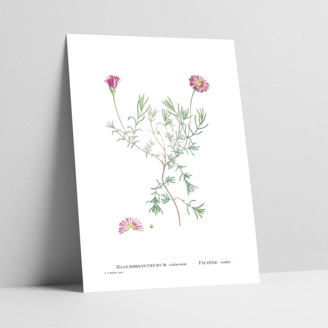 Purple Vygie / Persvygie Botanical Art Print