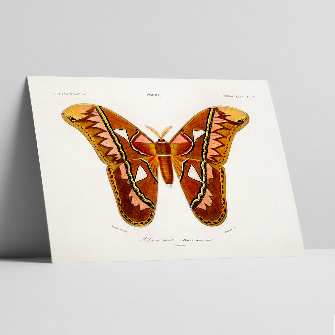 Whispers of the Attacus Atlas Art Print