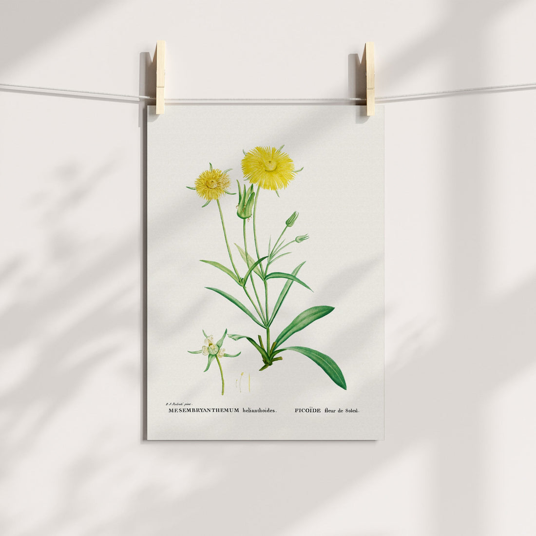 Clock Plant / Vetkousie Botanical Printable Art