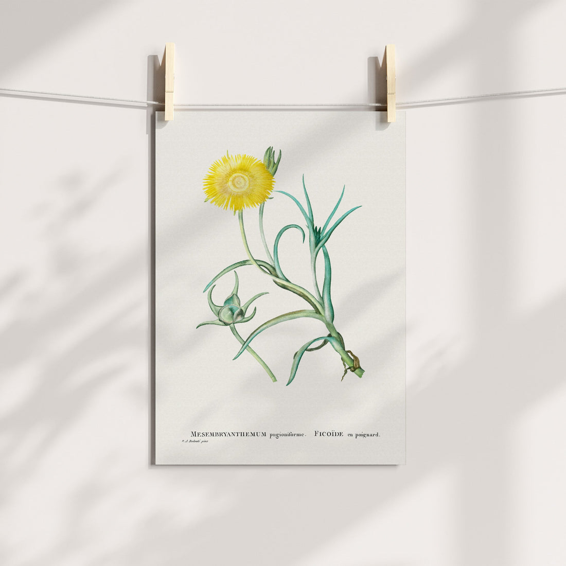 Pig Root / Varkslaai Botanical Printable Art