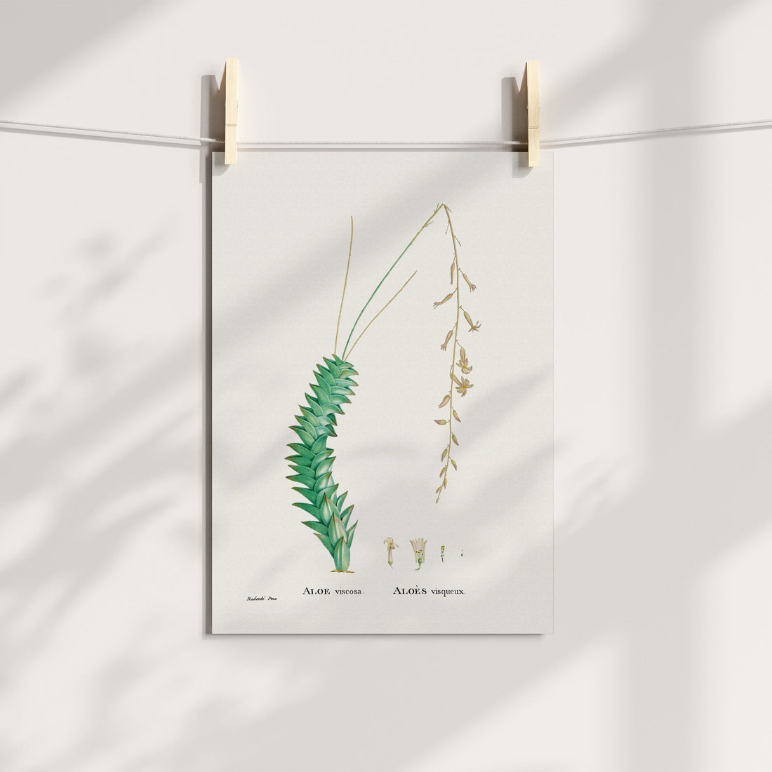 Haworthiopsis Viscosa / Koedoekos Botanical Printable Art