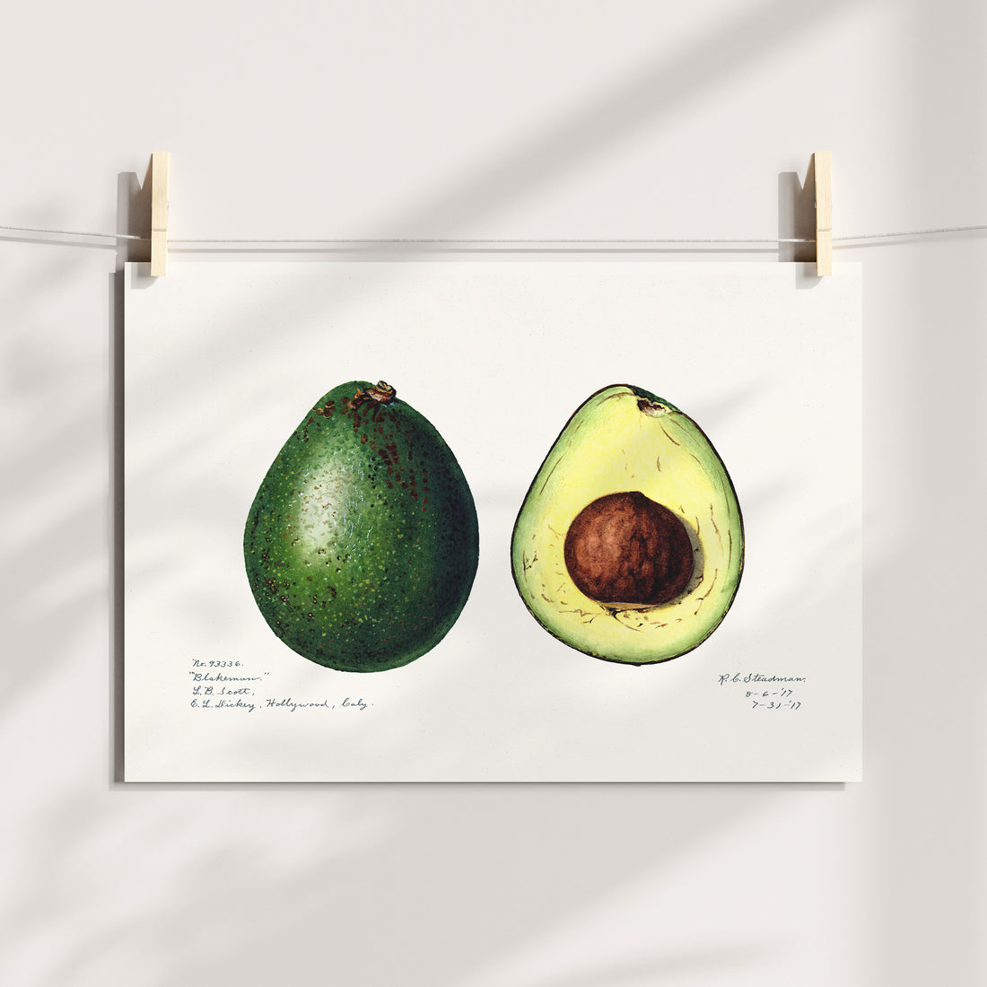 Avocado Botanical Printable Art