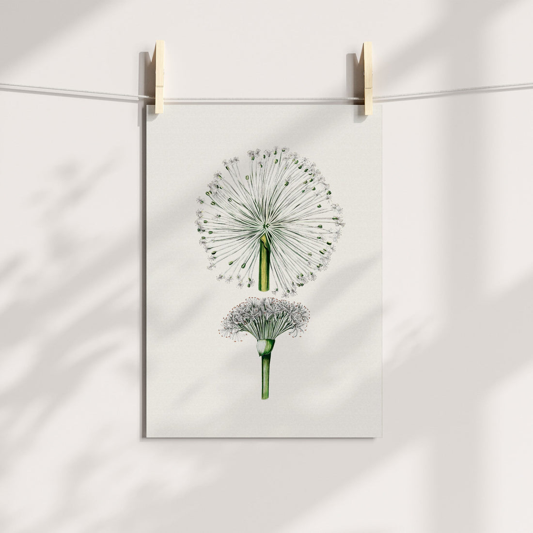 White Paintbrush Flower Botanical Printable Art