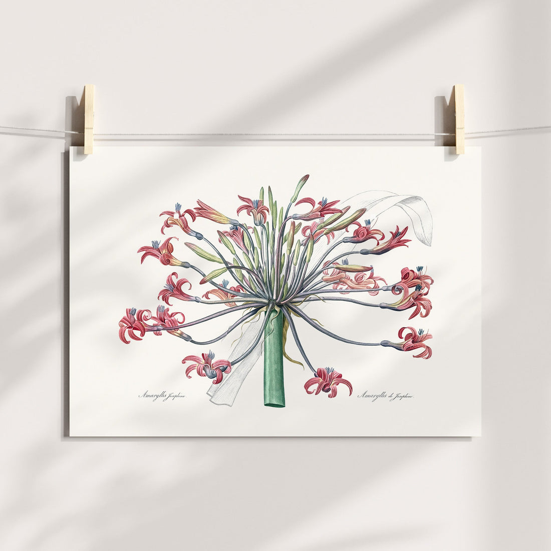 Josephine's Lily Botanical Printable Art