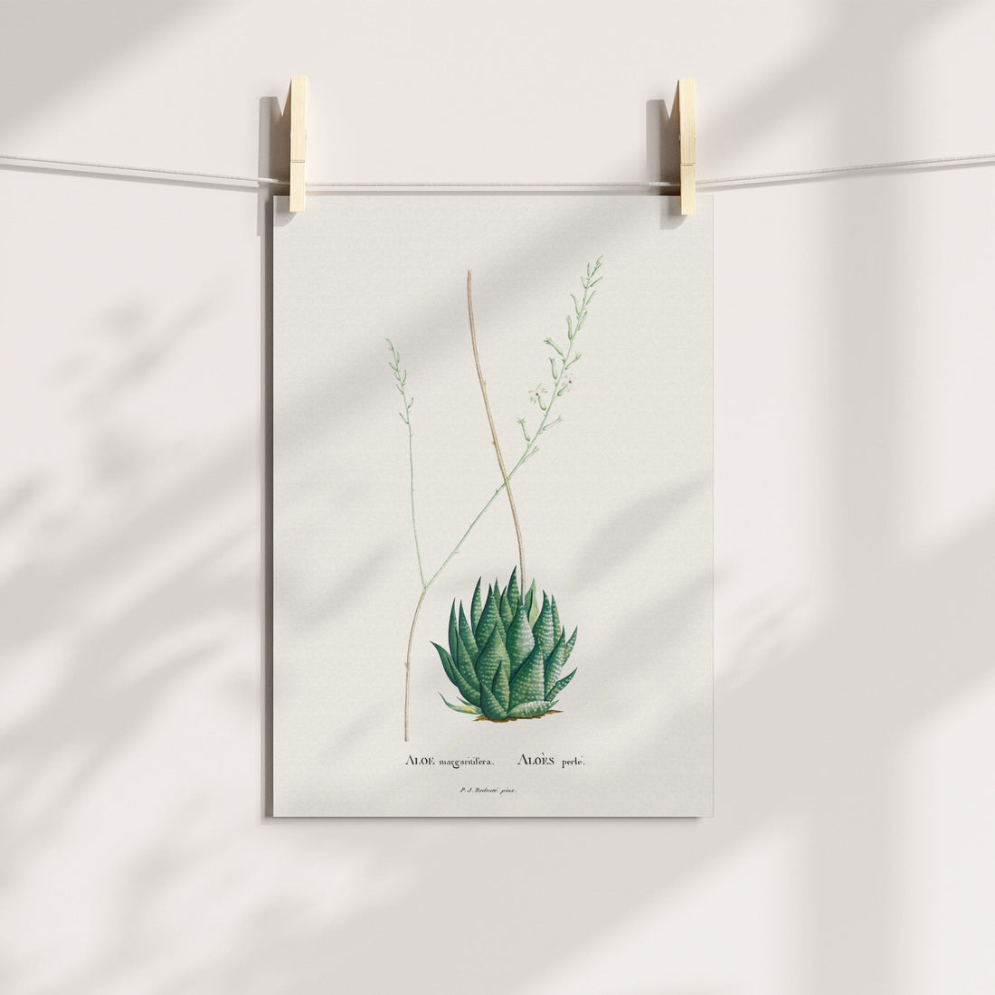Miniature Aloe / Vratjiesaalwyn Botanical Printable Art