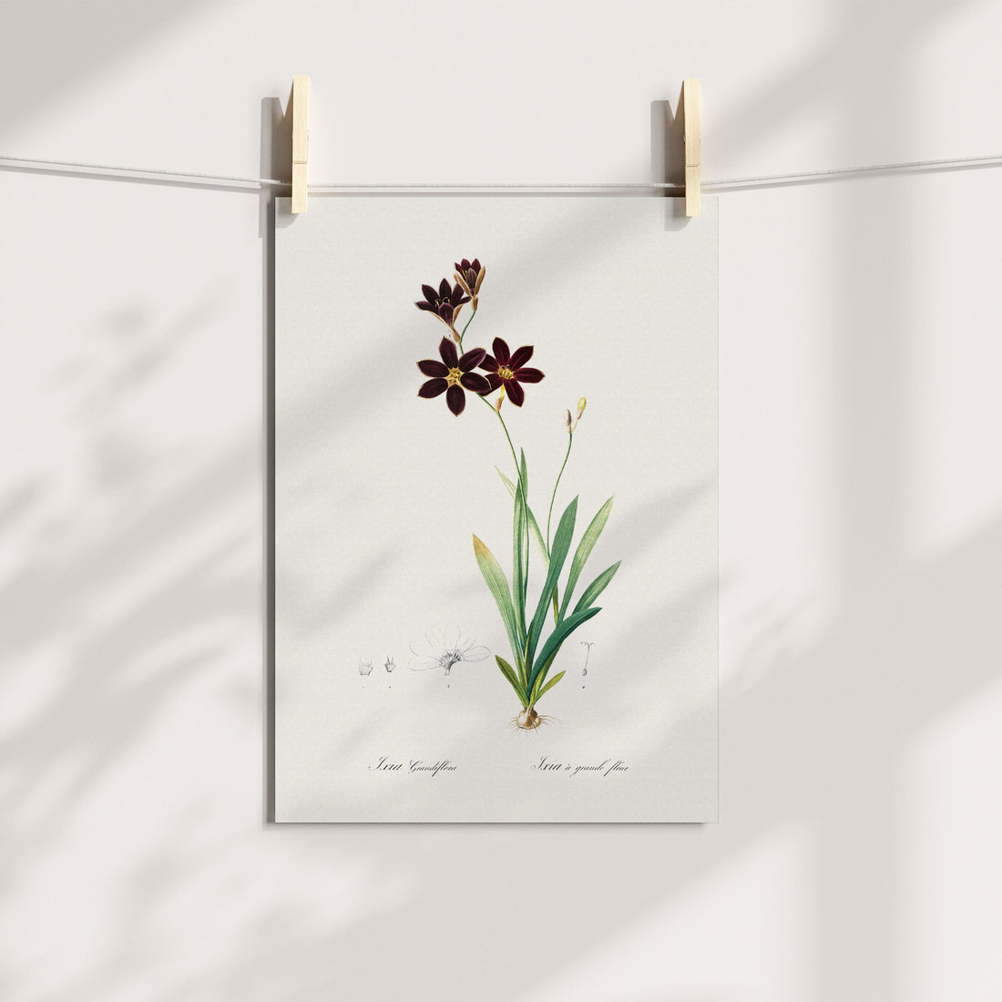 Pied Kalossie / Bontkalossie Botanical Printable Art
