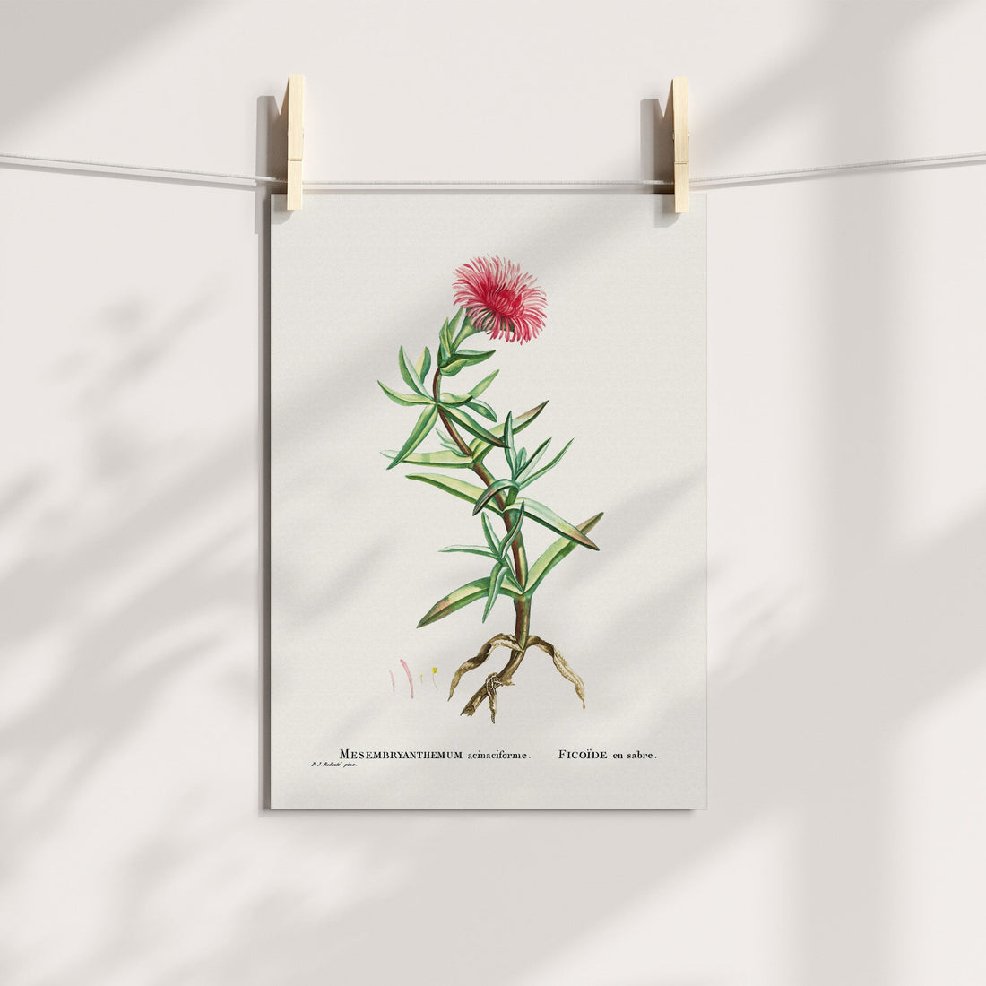 Elands Sour Fig / Elandssuurvy Botanical Printable Art