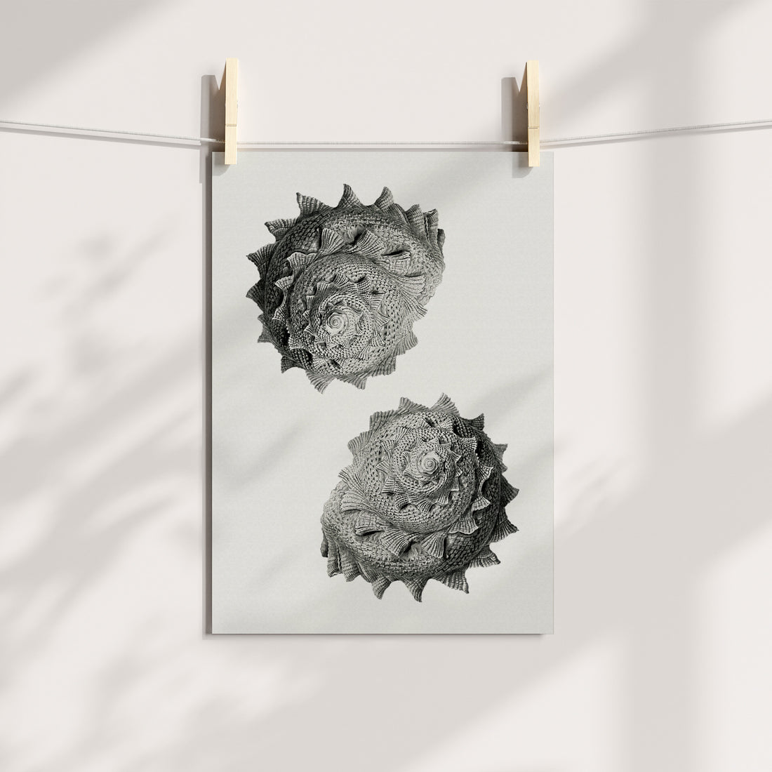 Mirrored Spiral Shells: Textured Symmetry Printable Art