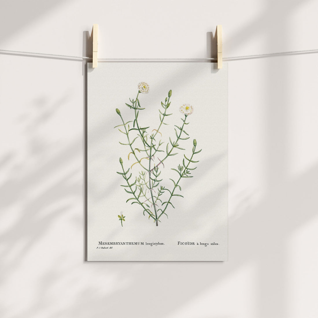 White Vygie / Witvygie Botanical Printable Art
