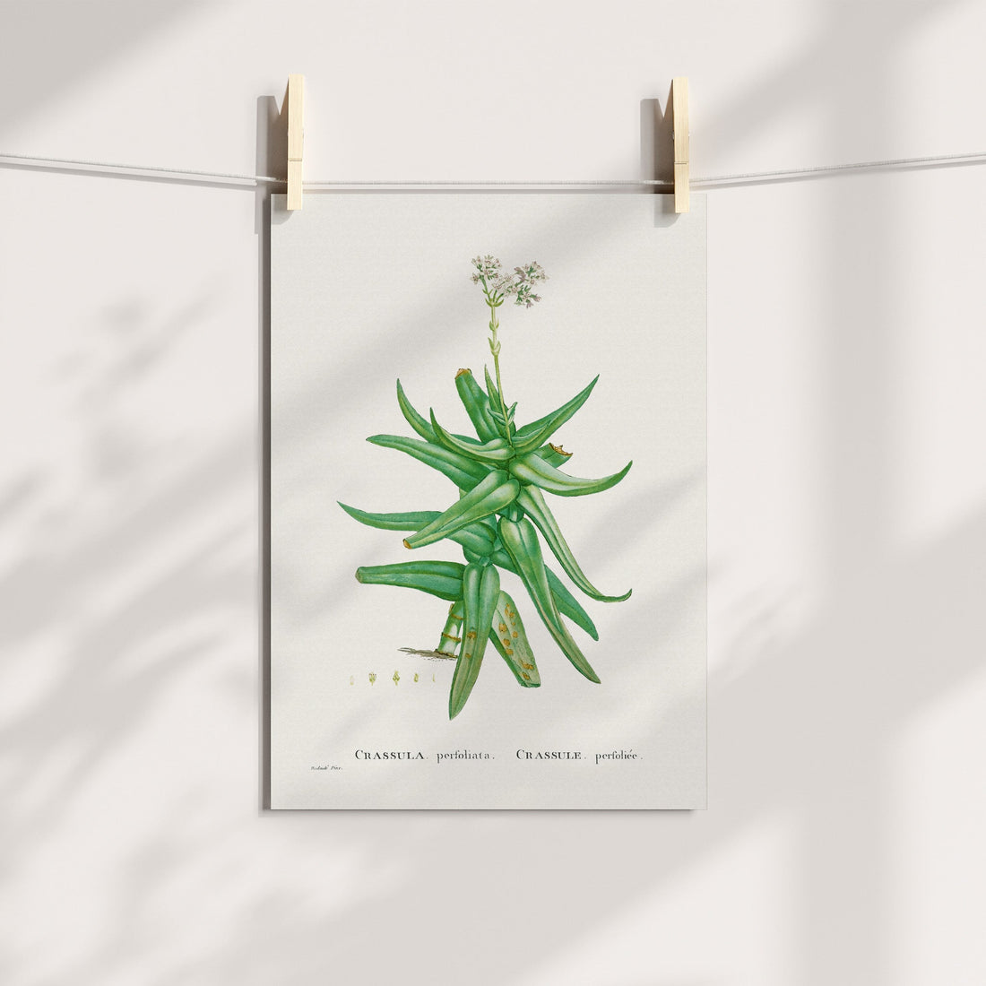 Sickle Leaf Crassula / Sekelblaarplakkie Botanical Printable Art
