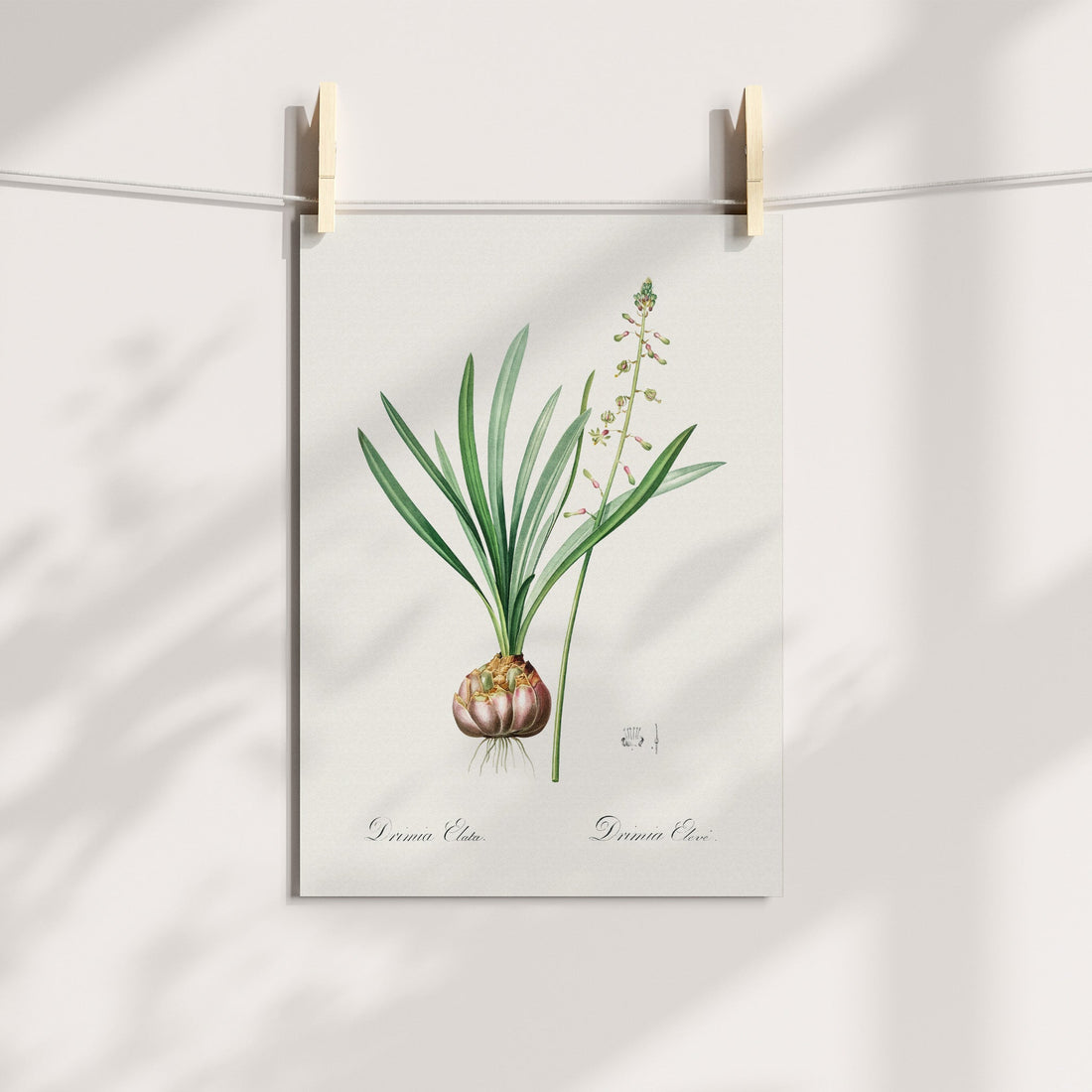 Satin Squill / Brandui Botanical Printable Art